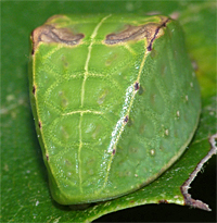 skiff moth larva