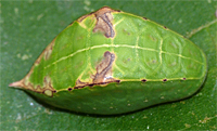 skiff moth larva