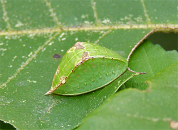 skiff moth