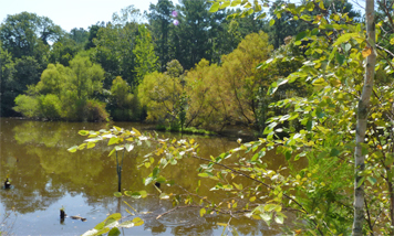 wetlands