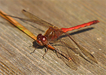 a meadowhawk