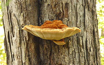 bracket fungus