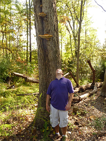 bracket fungus