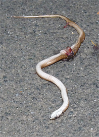 brwon snake