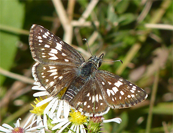 ckeckered skipper