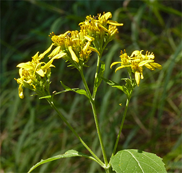 crownbeard