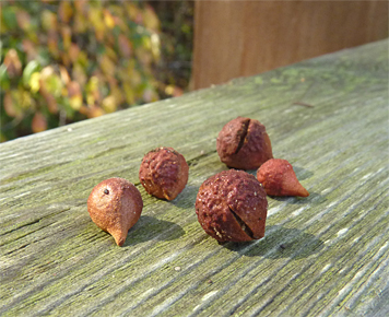 oak galls