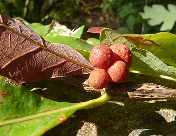 oak gall