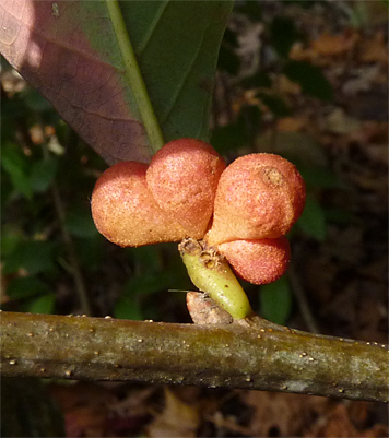 oak gall