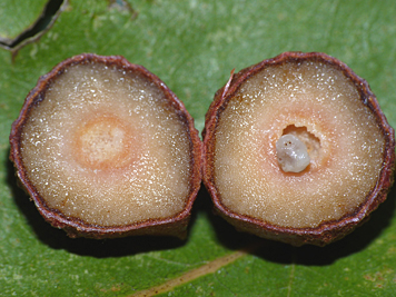 oak gall