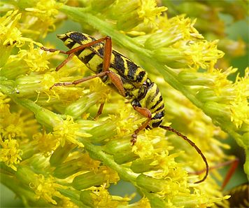 locust borer