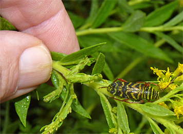 locust borer