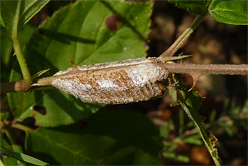 mantid egg case