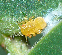 psyllid