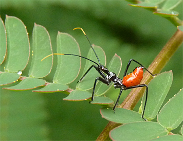 wheelbug nymph