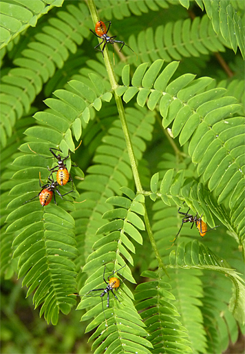 wheelbug nymphs