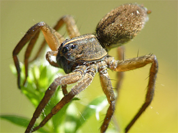 wolf spider