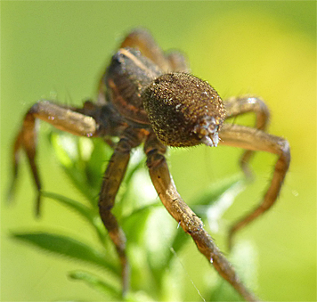 wolf spider