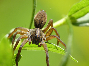 wolf spider