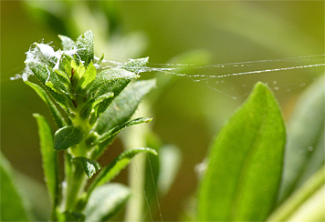 spider silk