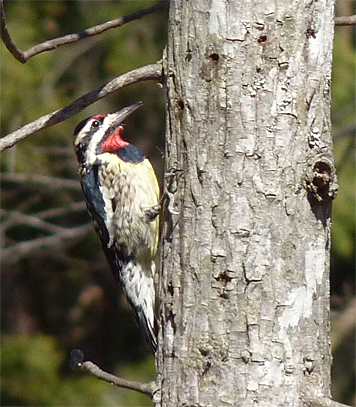 ybsapsucker