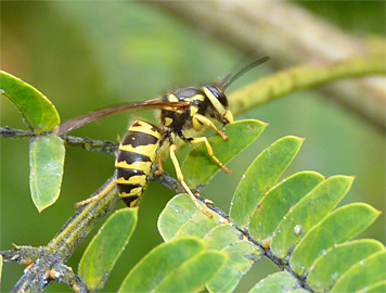 wasp