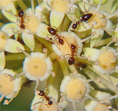 fatsia