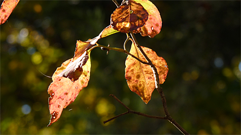 dogwood