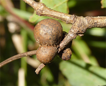 bullet gall