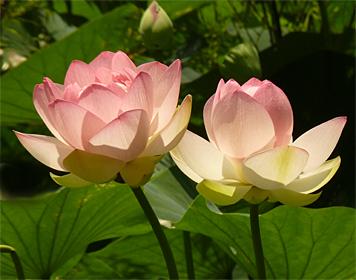 lotus flowers