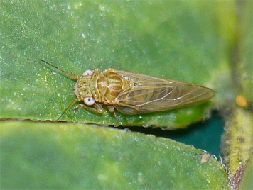 adult psyllid