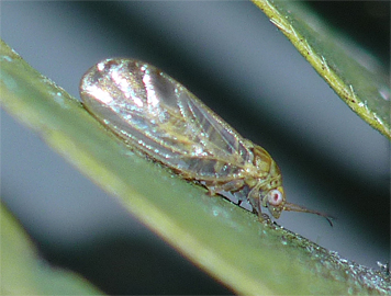 adult psyllid