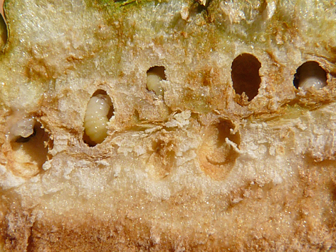 larvae