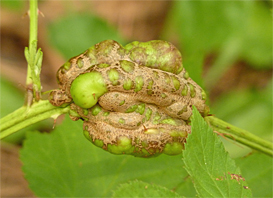 eary gall