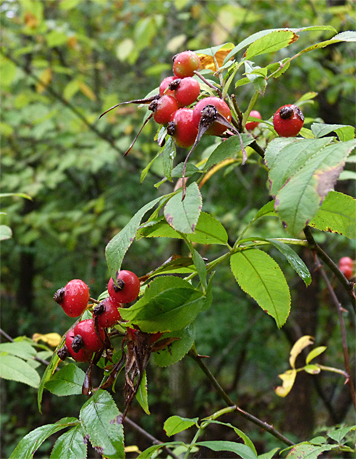 Swamp Rose hips.