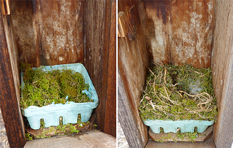 The nest at the Butterfly House has been topped off with fur and a few feathers (3/18/14 left, 3/25/14 right).