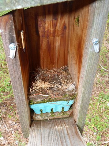 What look like a finished nest behind the Sail Boat Pond (3/25/14).