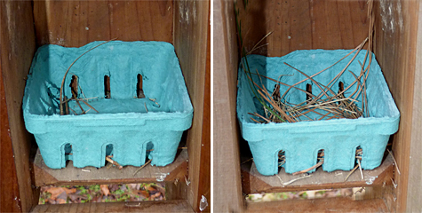 It appears the only work done on the Cow Pasture bluebrid nest was the addition of a few more pine needles. (3/18/14 left, 3/25/14 right)
