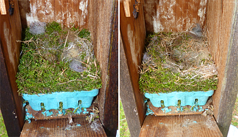 Th Bungee nest looks complete. The female chickadee added more fur and rearranged the nest and it looks ready to go. (3/18/14 left, 3/25/14 right)