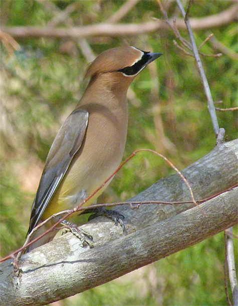 Eyeing the bird below.