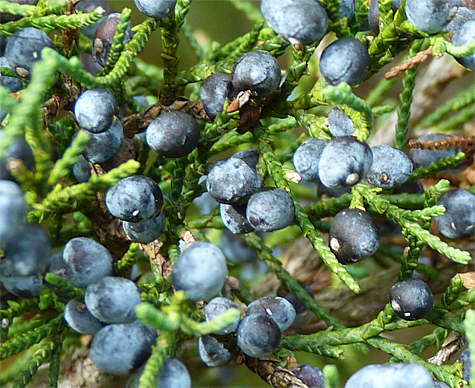 A close shot of the cedar, or juniper, berries, from November.