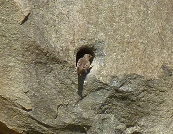 Northern Rough-winged Swallow inspecting hole in wall of Bear Enclosure (4/15/2011).