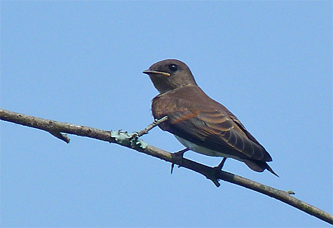 A juvenile rough-winged swallow just off the Main Wetlands Overlook (photo from June 12, 2012).
