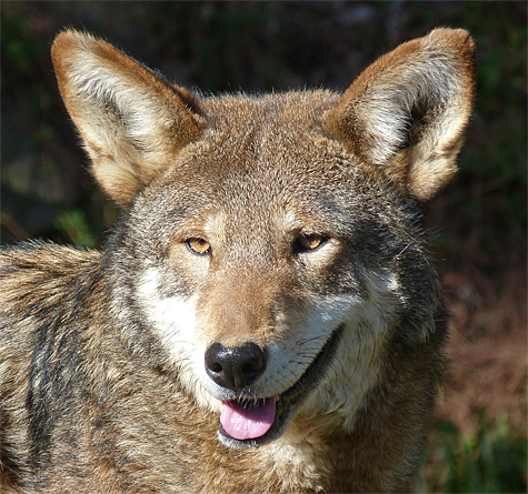 Red Wolf 1414.