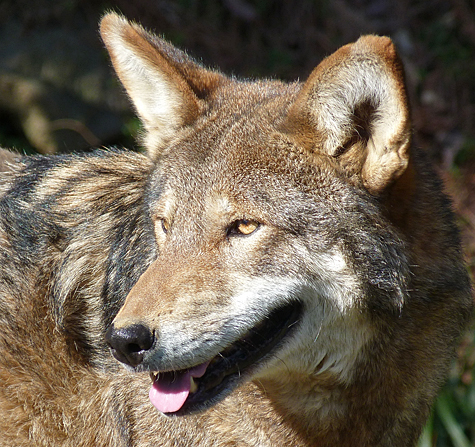 Red Wolf 1414.