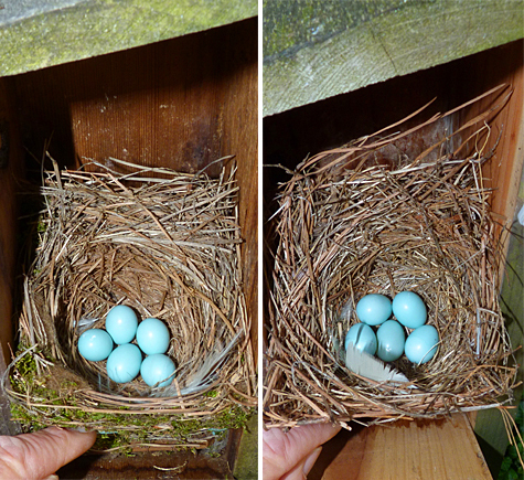 The Amphimeadow (left) and Picnic Dome nests will hopefully hatch this week (4/29/14).