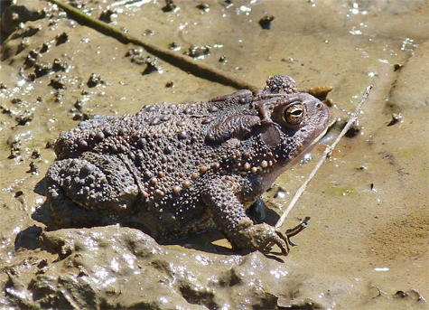 The length and girth of this toad suggest female.