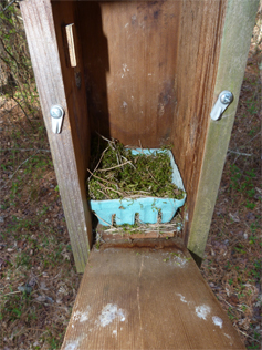 Moss added to the nest, apparently by a local checkadee (4/1/14).