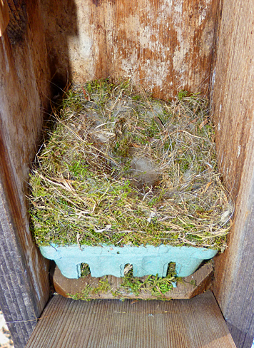 Another nest waiting for eggs (Butterfly House, 4/1/14).