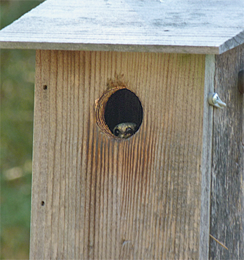 The female at the Butterfly House saw me coming and ducked back down into the nest (4/22/14).